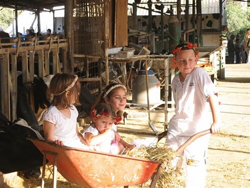 שביל פרות החלב